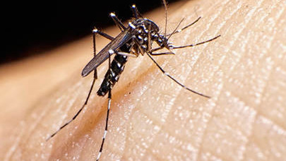 Dengue et chikungunya : le risque s’installe dans l’Hexagone