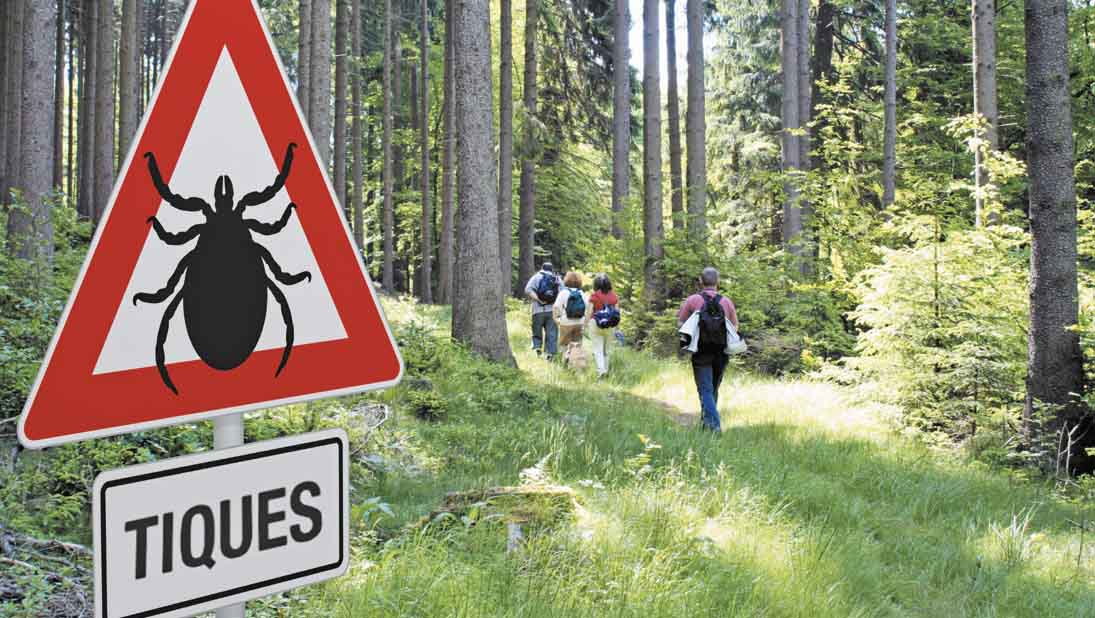 Maladie de Lyme : comment la détecter et quels sont les traitements ?