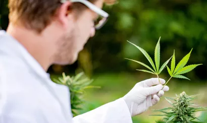 Cannabis thérapeutique : bientôt des médicaments en France