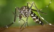 Le virus Zika en 10 questions