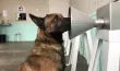 Quand les chiens « détectent » des maladies