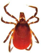 Maladie de Lyme : comment se protéger des tiques ?