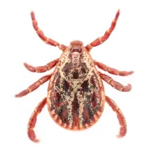 Maladie de Lyme : comment se protéger des tiques ?