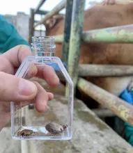 Maladie de Lyme : comment se protéger des tiques ?